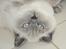 British Shorthair Figi's Bell