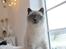 British Shorthair Figi's Bell