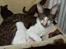 Cornish Rex Tuomas Af Tokkeløkkehus