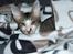 Cornish Rex Tuomas Af Tokkeløkkehus