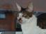 Cornish Rex Tuomas Af Tokkeløkkehus