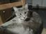 Maine Coon Mis