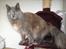 Maine Coon Adena