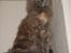 Maine Coon Adena