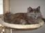 Maine Coon Adena