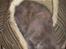 Maine Coon Adena