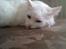 Tyrkisk Angora Eros