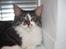 Maine Coon Krammedyret Yankie Bar