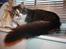 Maine Coon Krammedyret Yankie Bar