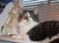 Maine Coon Krammedyret Yankie Bar