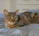 Bengal Jane