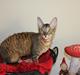 Cornish Rex Pixiepaws Buick Invicta *Tekop*