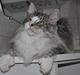 Maine Coon Krammekatten Rottigan P