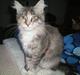 Maine Coon Ifigenia #Iffi#