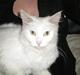 Maine Coon Duchess #Dysse#