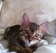 Bengal Jeremy