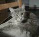 Maine Coon Mis