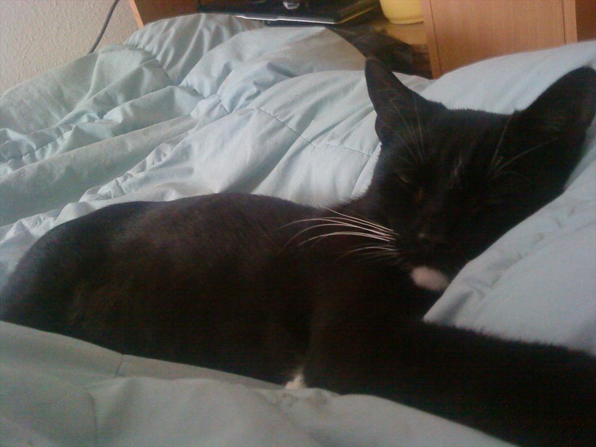 Huskat vitoria billede 7