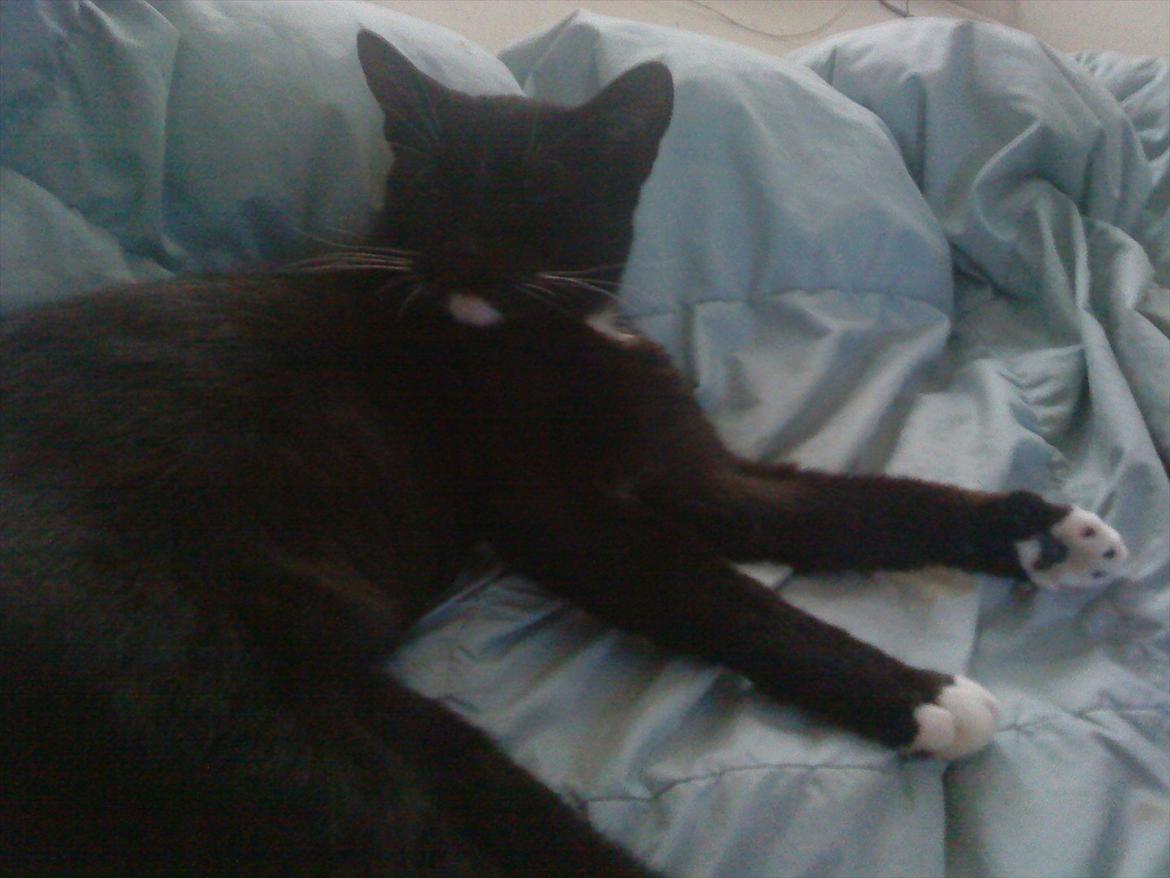 Huskat vitoria billede 8