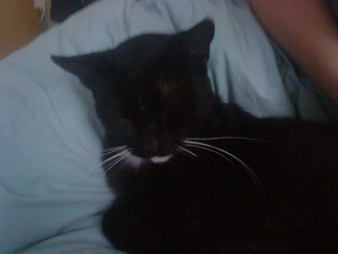 Huskat vitoria billede 10