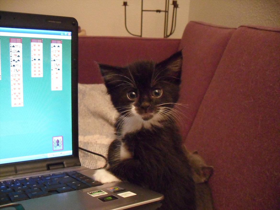 Huskat Oreo billede 1