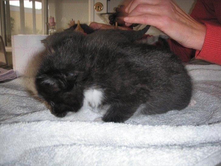 Huskat Oreo billede 2