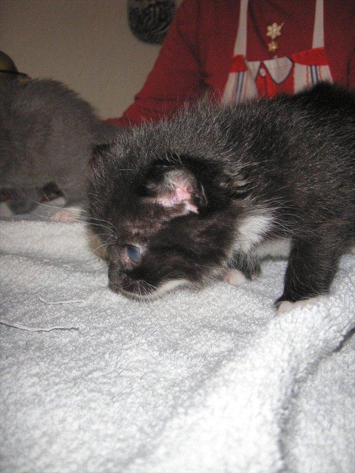 Huskat Oreo billede 3