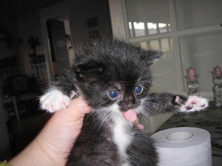 Huskat Oreo billede 4