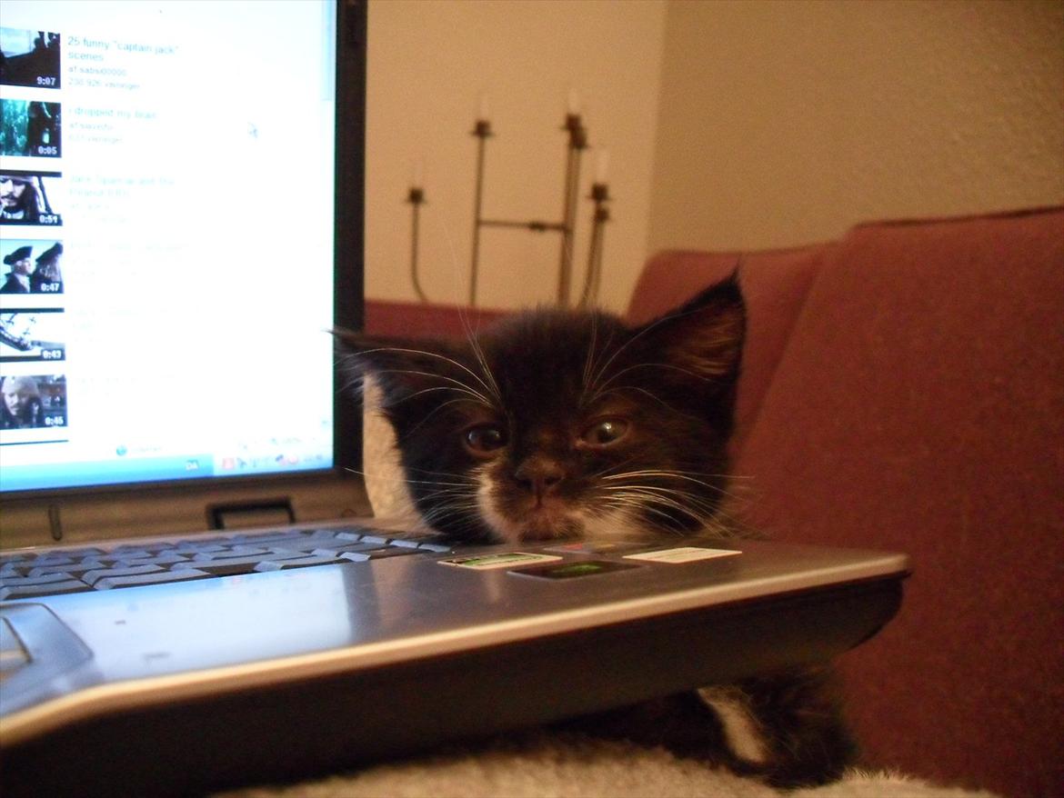 Huskat Oreo billede 5