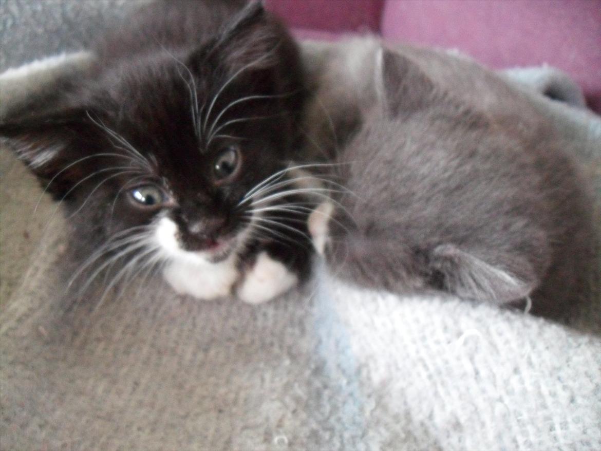 Huskat Oreo billede 6