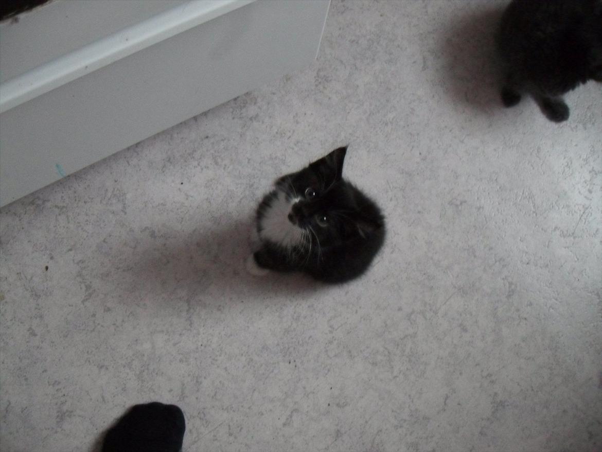 Huskat Oreo billede 7