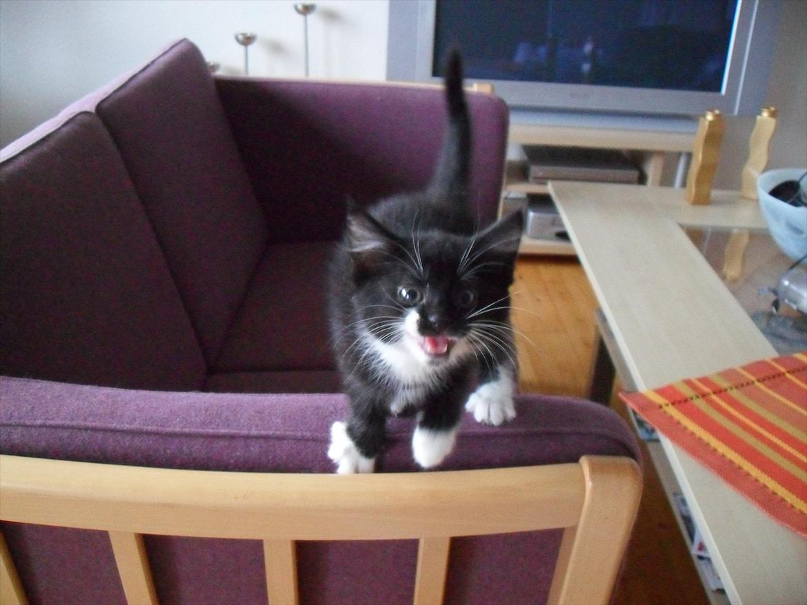 Huskat Oreo billede 8