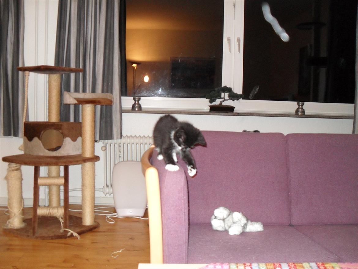 Huskat Oreo billede 9