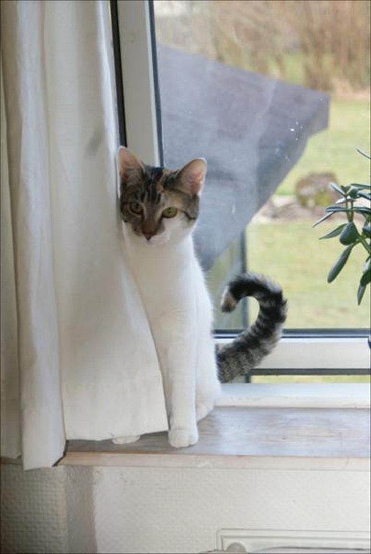 Blanding af racer Molly *HIMMELMIS* - Frække Mathilda i stuevinduet billede 1