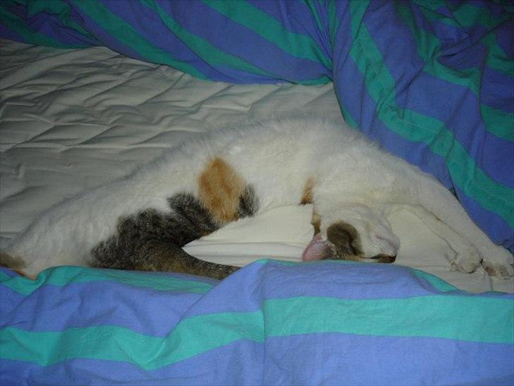 Blanding af racer Molly *HIMMELMIS* - Strææææææææk billede 2