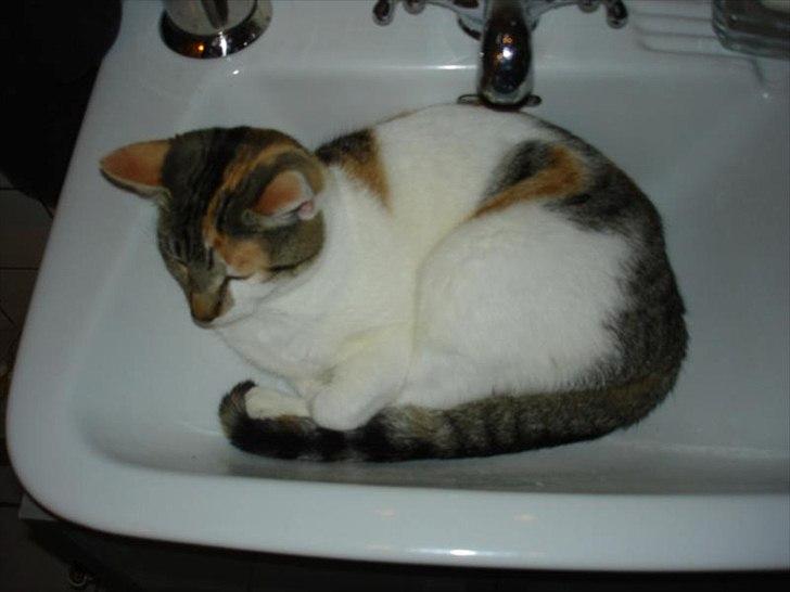 Blanding af racer Molly *HIMMELMIS* - En håndvask er skam også et godt sted at sove ;-) billede 3