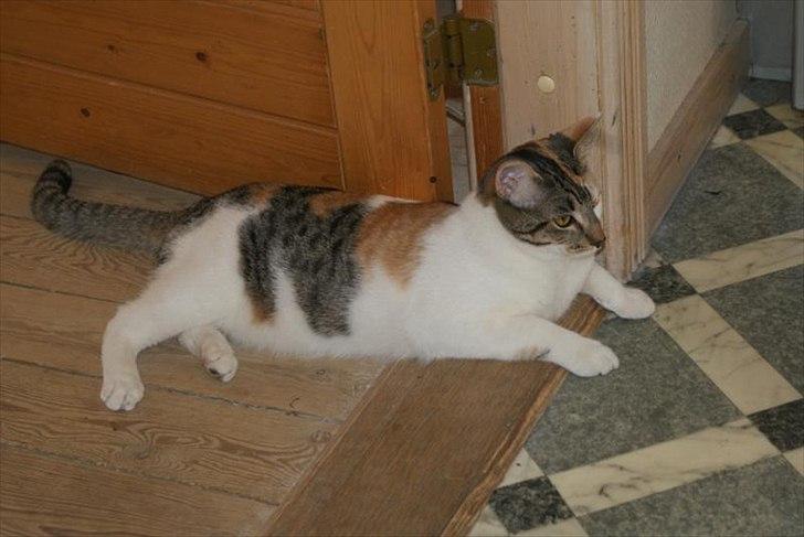 Blanding af racer Molly *HIMMELMIS* - Molly ligger i døren til stuen og hygger billede 4