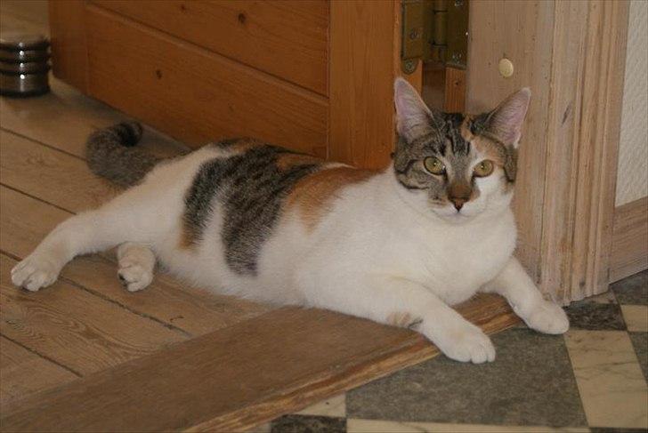 Blanding af racer Molly *HIMMELMIS* billede 5