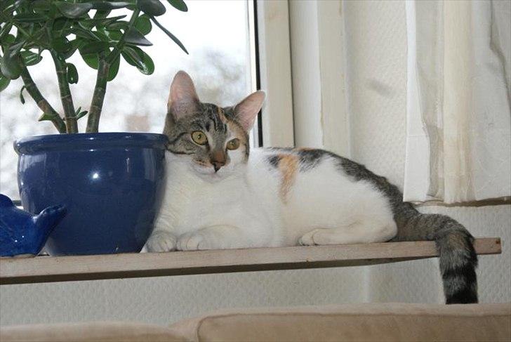 Blanding af racer Molly *HIMMELMIS* - Man fylder ikke meget, når man kun er 1 år billede 6