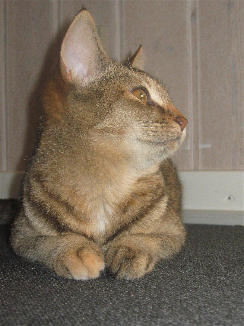 Huskat Coco billede 15