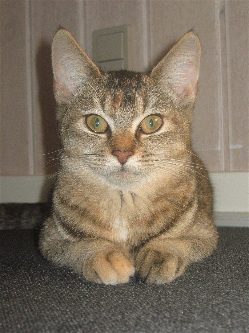 Huskat Coco billede 16