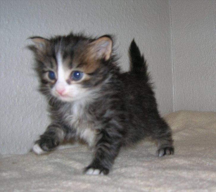 Sibirisk Kat Meldgaards Reshetko billede 6