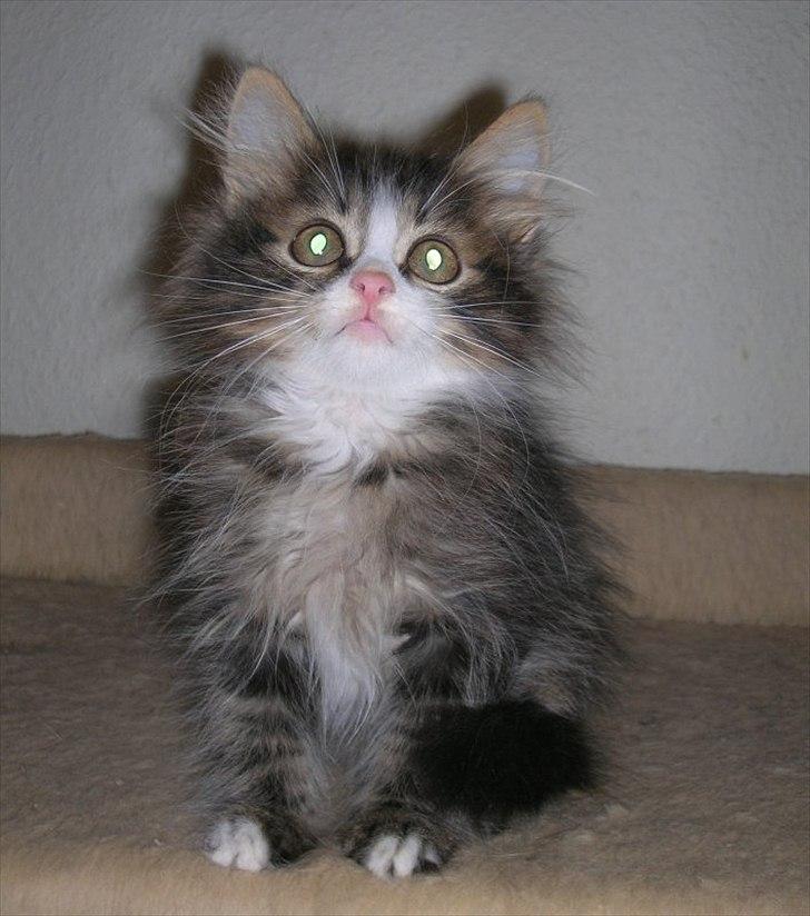 Sibirisk Kat Meldgaards Reshetko billede 7