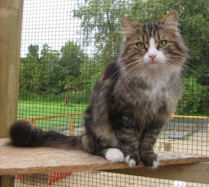 Sibirisk Kat Meldgaards Reshetko billede 12