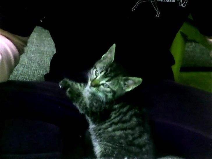 Huskat Lille Mis<3 - Velkommen til Missi's Profil <3 billede 1