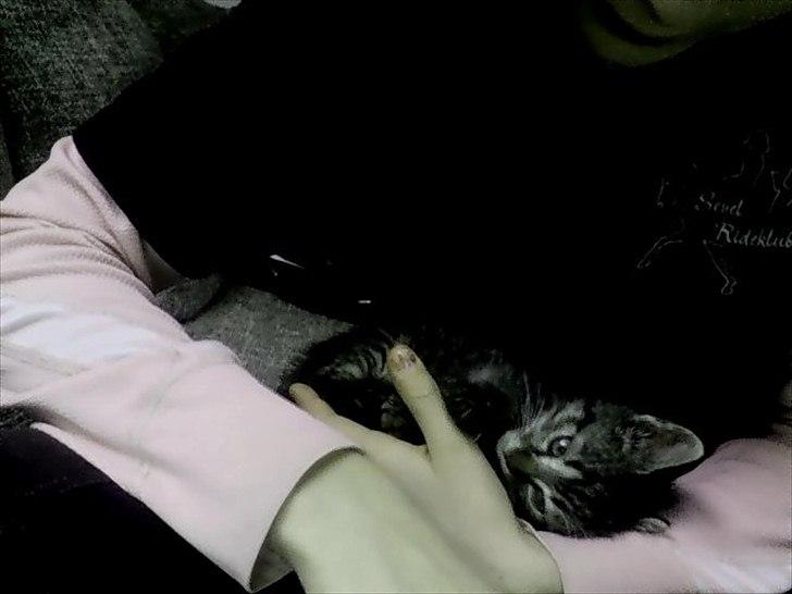 Huskat Lille Mis<3 billede 3