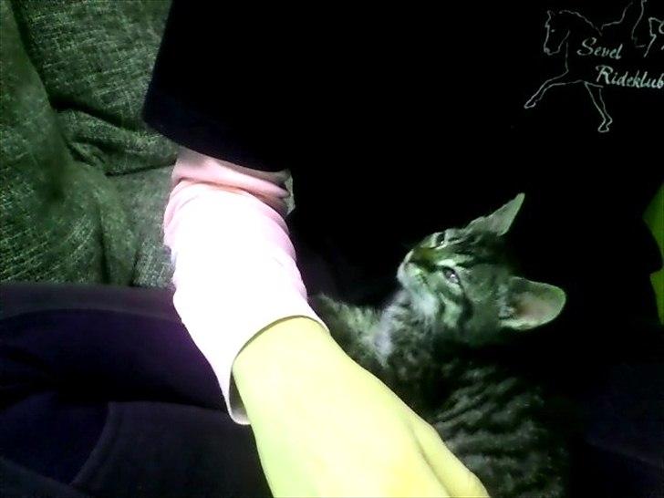 Huskat Lille Mis<3 billede 7