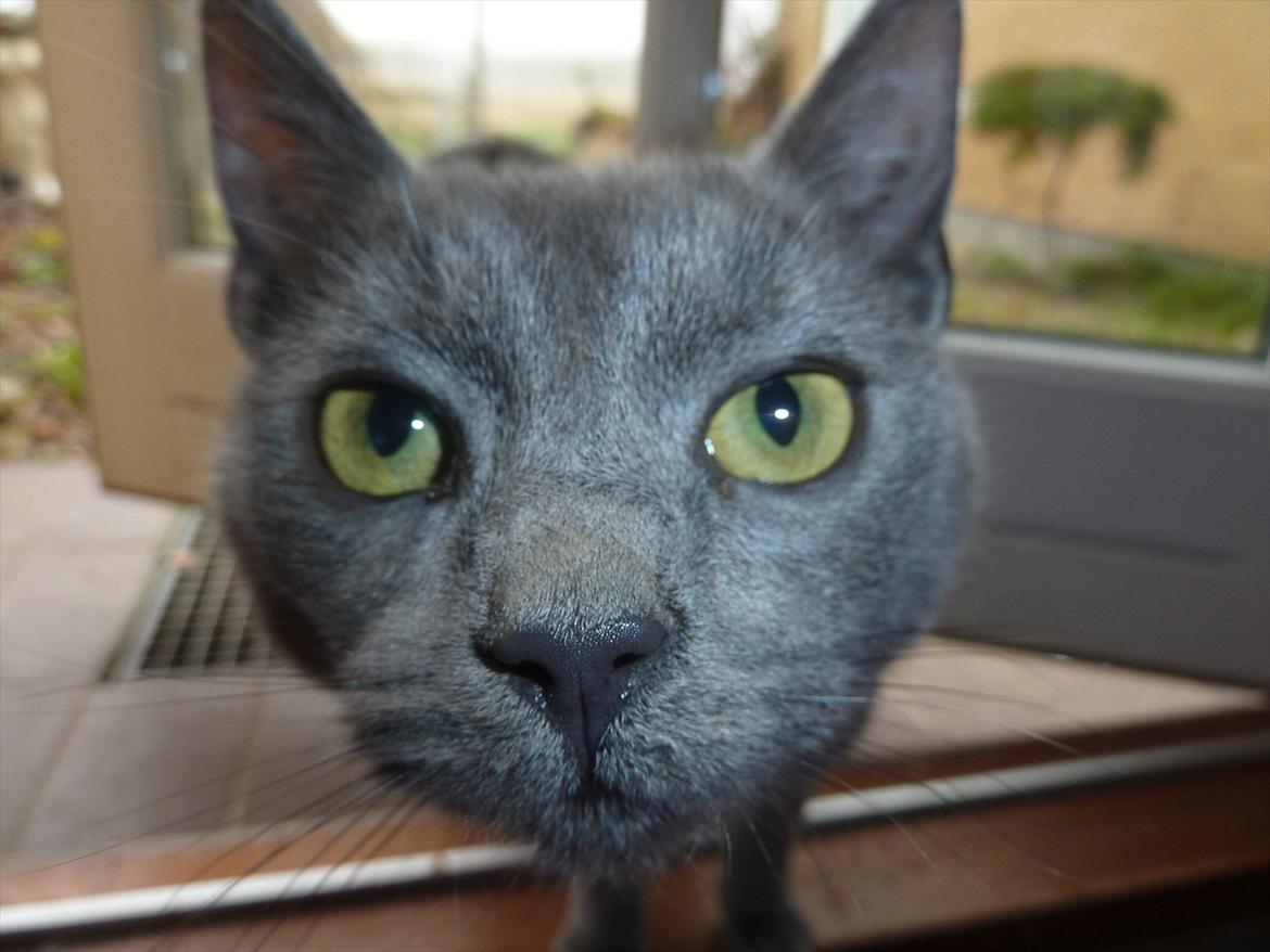 Huskat Knud - Velkommen til Knud's profil billede 1