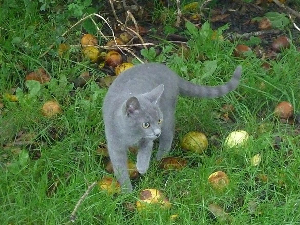 Huskat Knud - Knud i haven billede 2