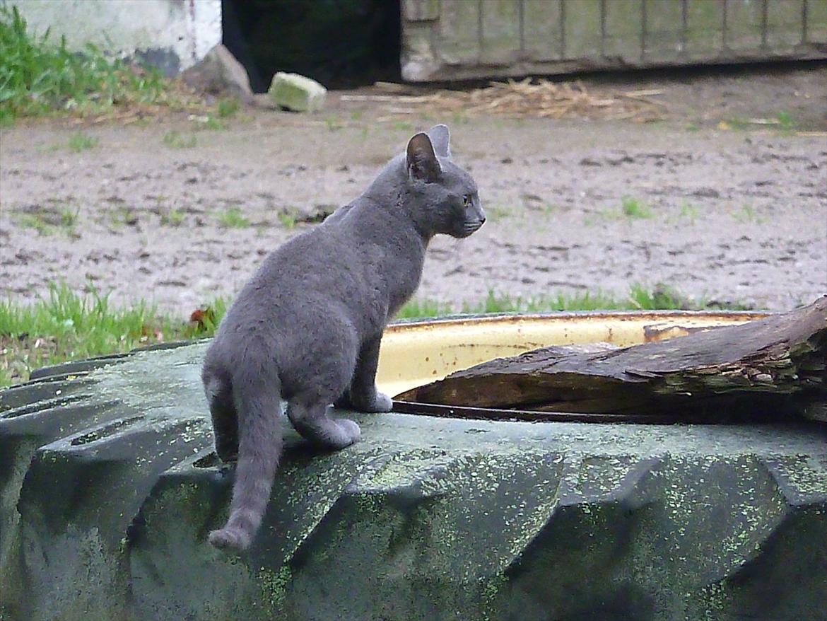 Huskat Knud - Wow hun har bestiget et traktor-dæk :P billede 3